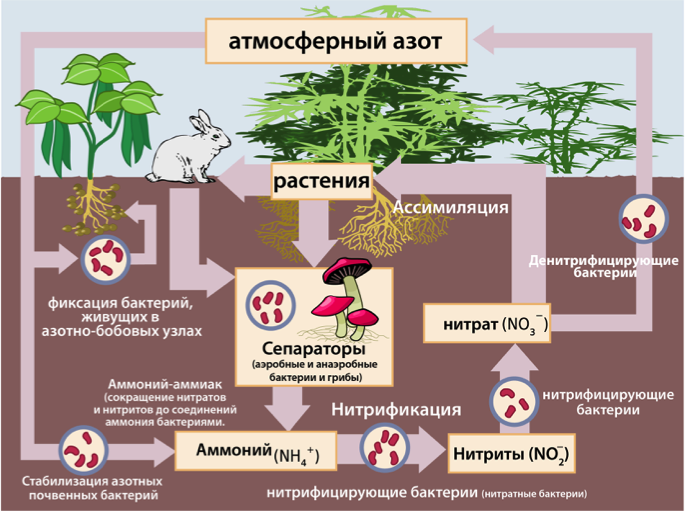 Фиксация азота